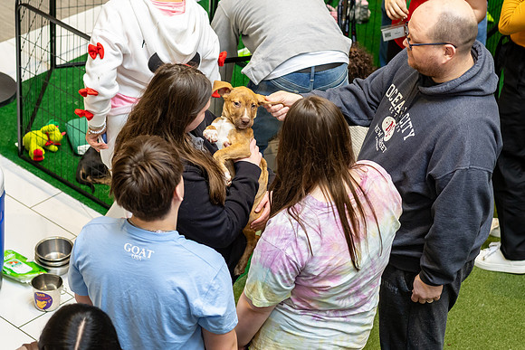 KOP Pet-Adoption2025_0155