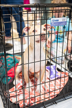 KOP Pet-Adoption2025_0015