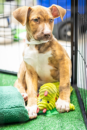 KOP Pet-Adoption2025_0177